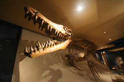 nhm3