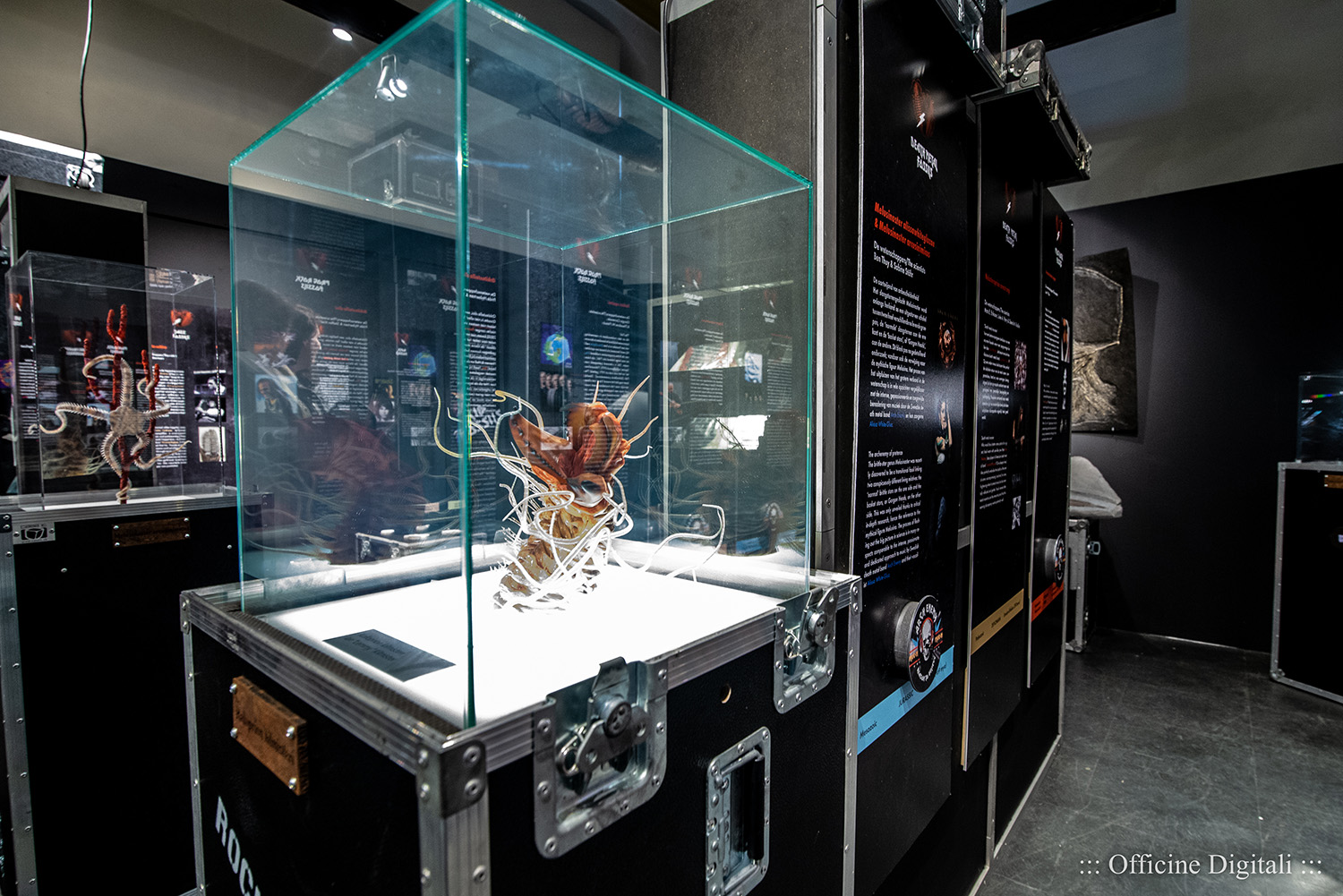 English Natuurhistorisch Museum Maastricht