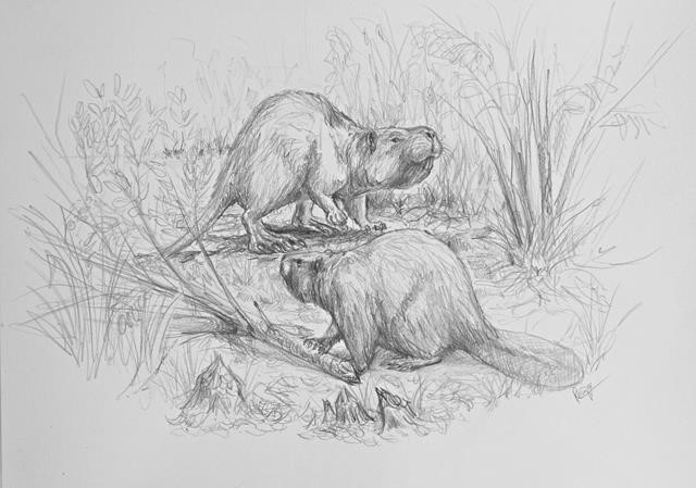 Bever3_schets Remie Bakker Bever met zichtbare slagtanden