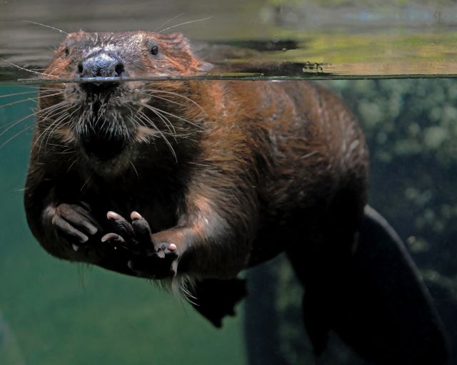 Beaver,At,The,Water,Line,In,A,Glass,Pool,With Bever met zichtbare slagtanden