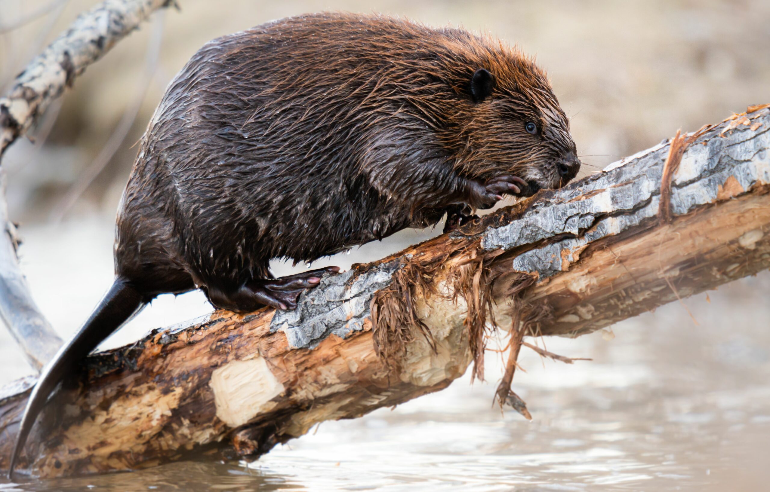 Beaver,In,The,Canadian,Wilderness