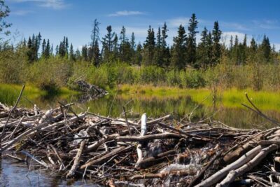 Beaver’s,Dam,And,Home,Made,From,Lots,Of,Sticks,And