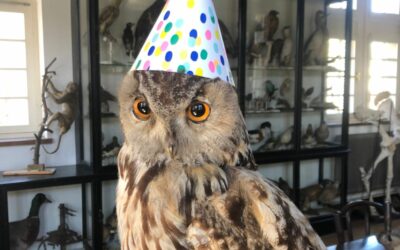 Kinderfeestjes Beestachtig feesten!