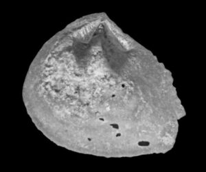Nieuwe fossiele schelpensoorten beschreven uit voormalige ENCI-groeve