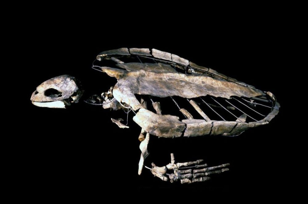 Schildpad