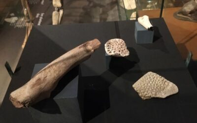 Ook krokodillen in de Maastrichtse Krijtzee