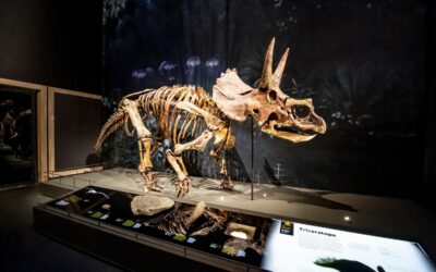 Een dino in de bieb