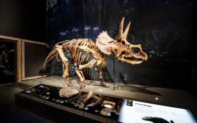 Een dino in de bieb