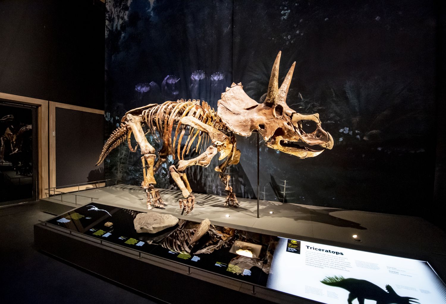 Triceratops in zaal Dinotijd verkleind