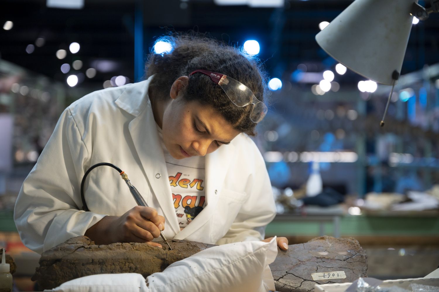 Yasmin Grooters prepareert fossiele triceratopsbotten in het Dinolab van LiveScience in Naturlis -verkleind