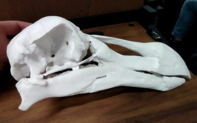 Nederlandse vertebratenpaleontologen in Maastricht