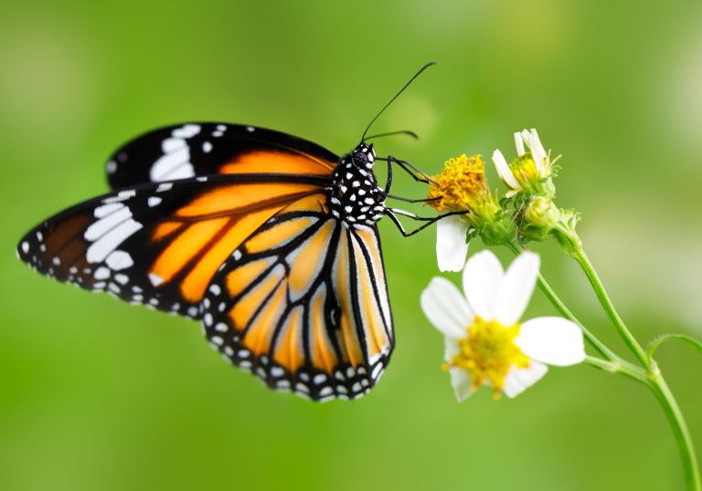 Vlinder