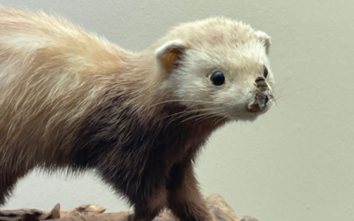 Rondleiding in het biologiedepot