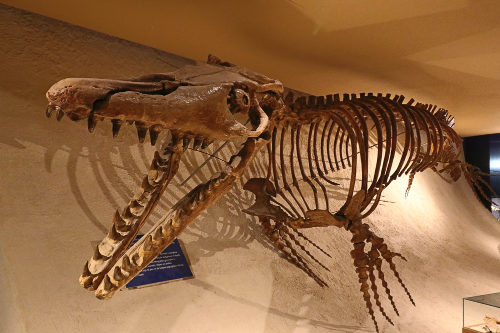 NHM_Web_VRonden-8