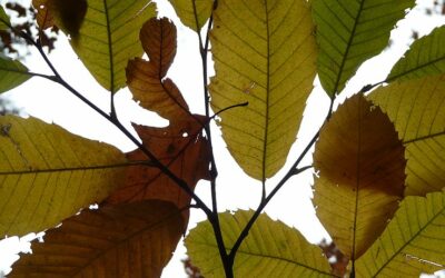 Zelf aan de slag met natuur-knutselactiviteiten!