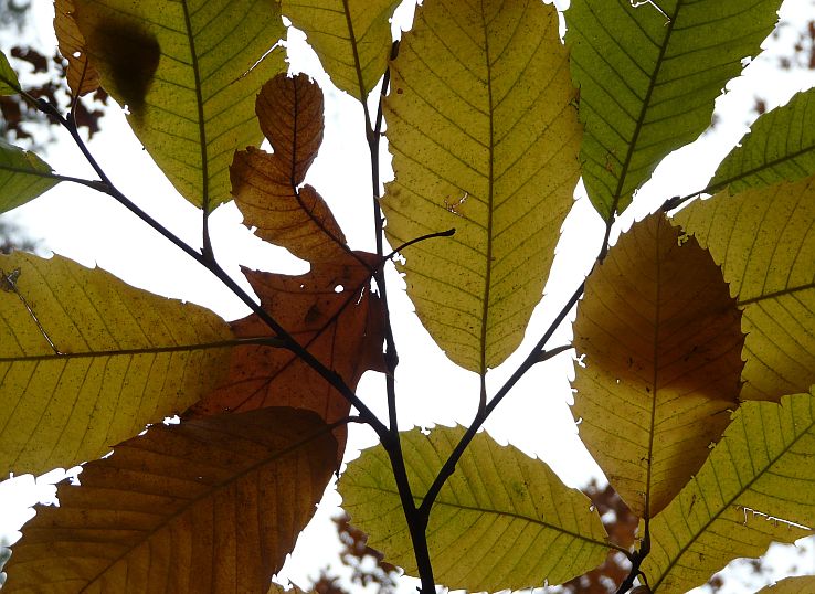 Herfstbladeren,,Gevallen,Op,Op,Witte,Achtergrond