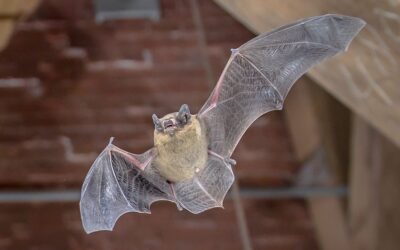Vleermuizenmissie, speciaal voor het griezelige seizoen