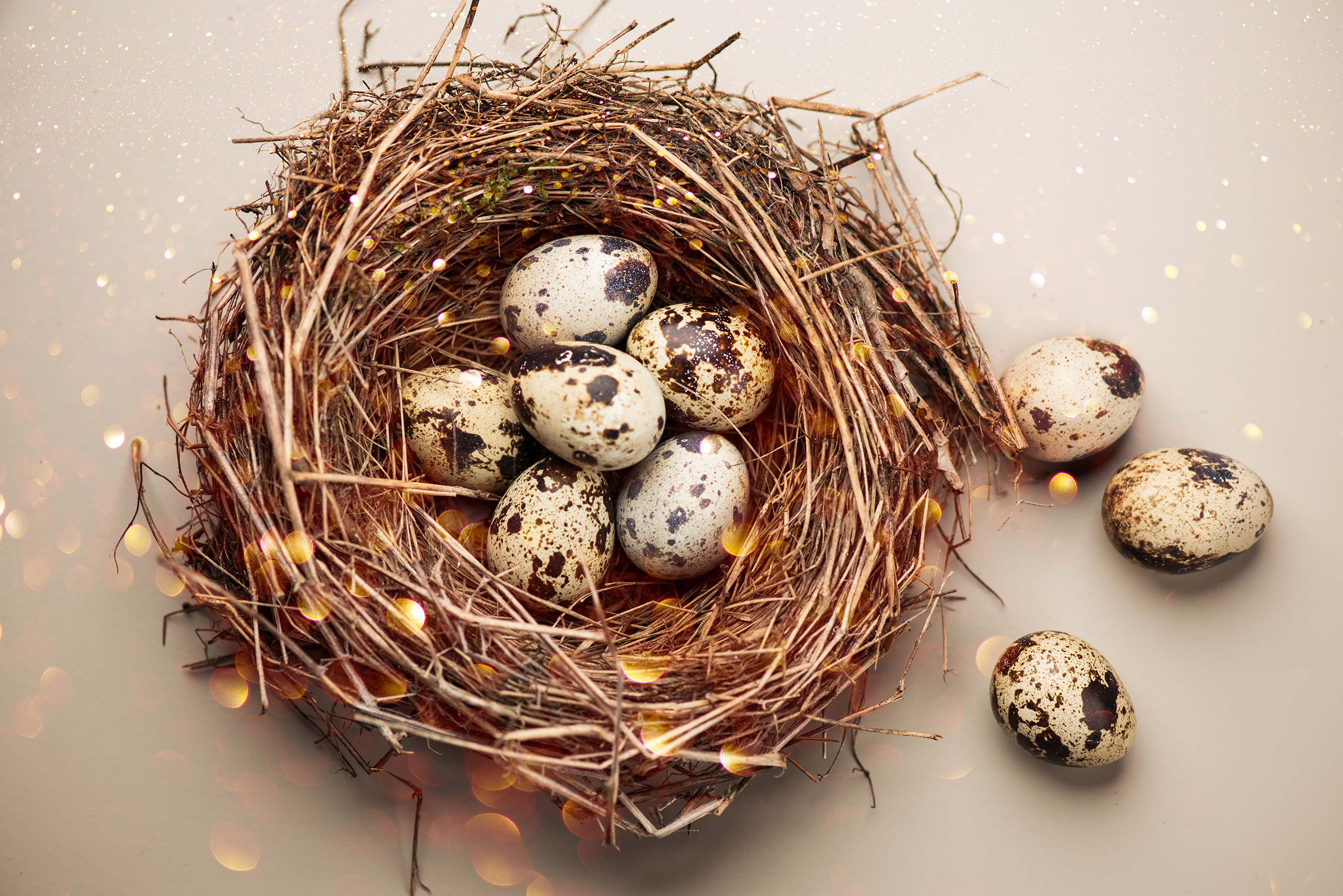 Quail,Eggs,In,A,Bird's,Nest,Over,Beige,Background,,Top