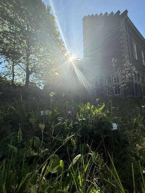 tuin