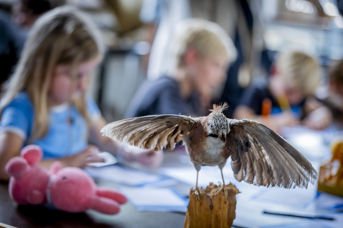 Familiedag, Natuurhistorisch, Museum, Maastricht
